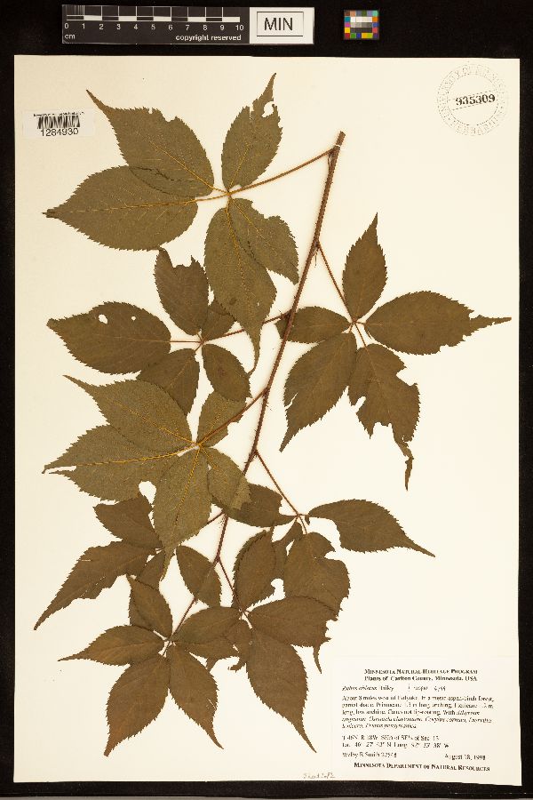 Rubus ablatus image