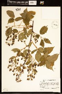 Rubus ablatus image