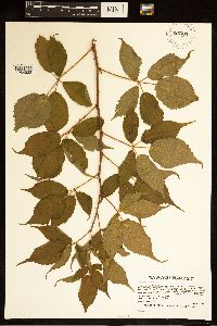 Rubus ablatus image