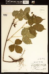 Rubus recurvans image
