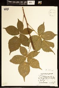 Rubus recurvans image