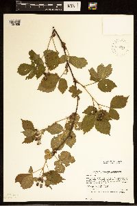 Rubus frondosus image