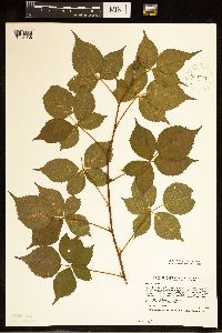 Rubus frondosus image