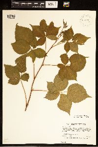 Rubus frondosus image