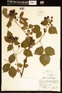 Rubus frondosus image