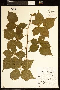 Rubus frondosus image