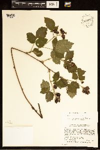 Rubus frondosus image
