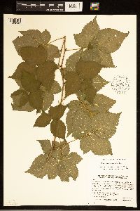 Rubus frondosus image