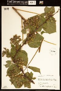 Rubus recurvans image