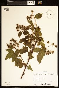 Rubus recurvans image