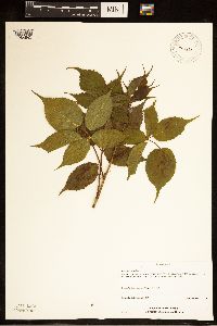 Rubus recurvans image