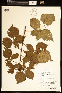 Rubus frondosus image
