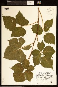 Rubus frondosus image