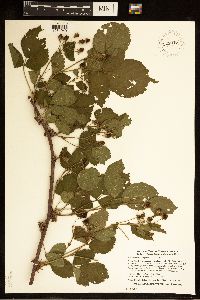 Rubus frondosus image