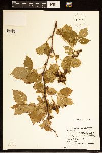 Rubus frondosus image