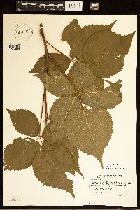 Rubus frondosus image