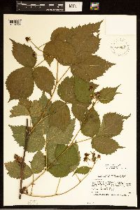 Rubus frondosus image