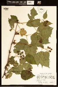 Rubus frondosus image