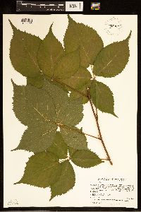 Rubus frondosus image