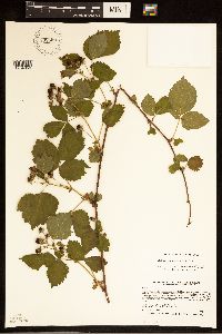 Rubus frondosus image