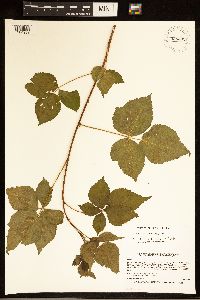 Rubus frondosus image
