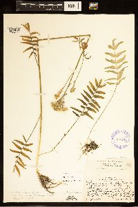 Polemonium occidentale image