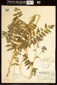 Polemonium occidentale image