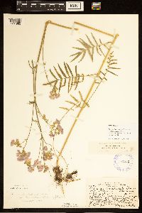 Polemonium occidentale image