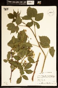 Rubus recurvans image