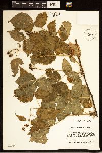 Rubus recurvans image