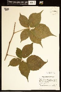 Rubus recurvans image