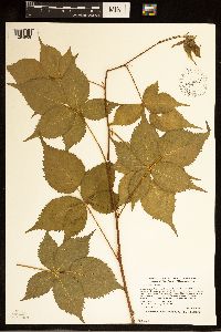 Rubus recurvans image