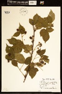 Rubus recurvans image