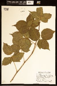 Rubus recurvans image