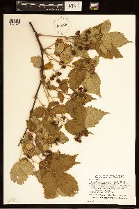 Rubus recurvans image