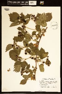 Rubus recurvans image