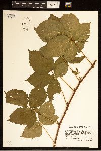 Rubus recurvans image