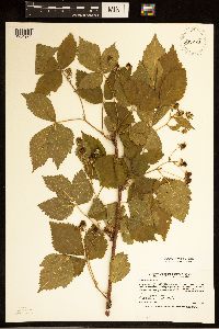 Rubus recurvans image