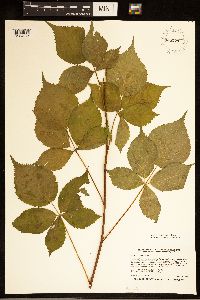 Rubus recurvans image
