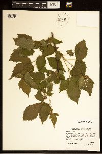 Rubus recurvans image