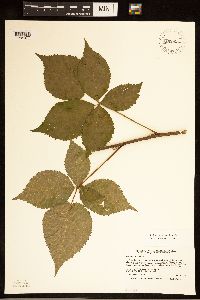 Rubus recurvans image