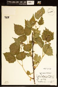 Rubus recurvans image