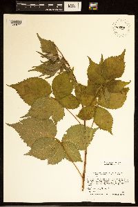 Rubus recurvans image
