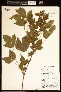 Rubus ablatus image