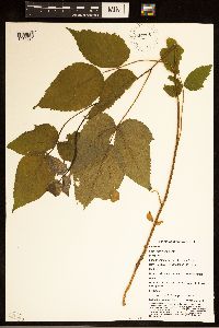 Rubus ablatus image