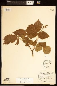 Rubus recurvans image