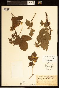 Rubus recurvans image
