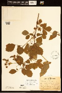 Rubus recurvans image
