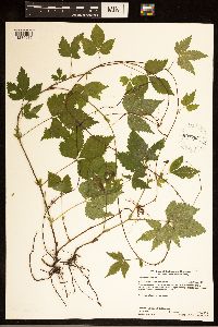 Rubus pubescens image