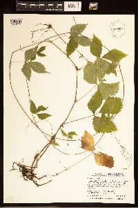 Rubus pubescens image
